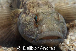 Black goby - Gobius niger, Canon EOS 350D, EF-S 60mm by Dalibor Andres 